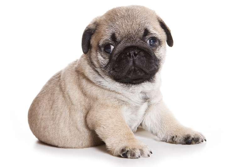 Carlino