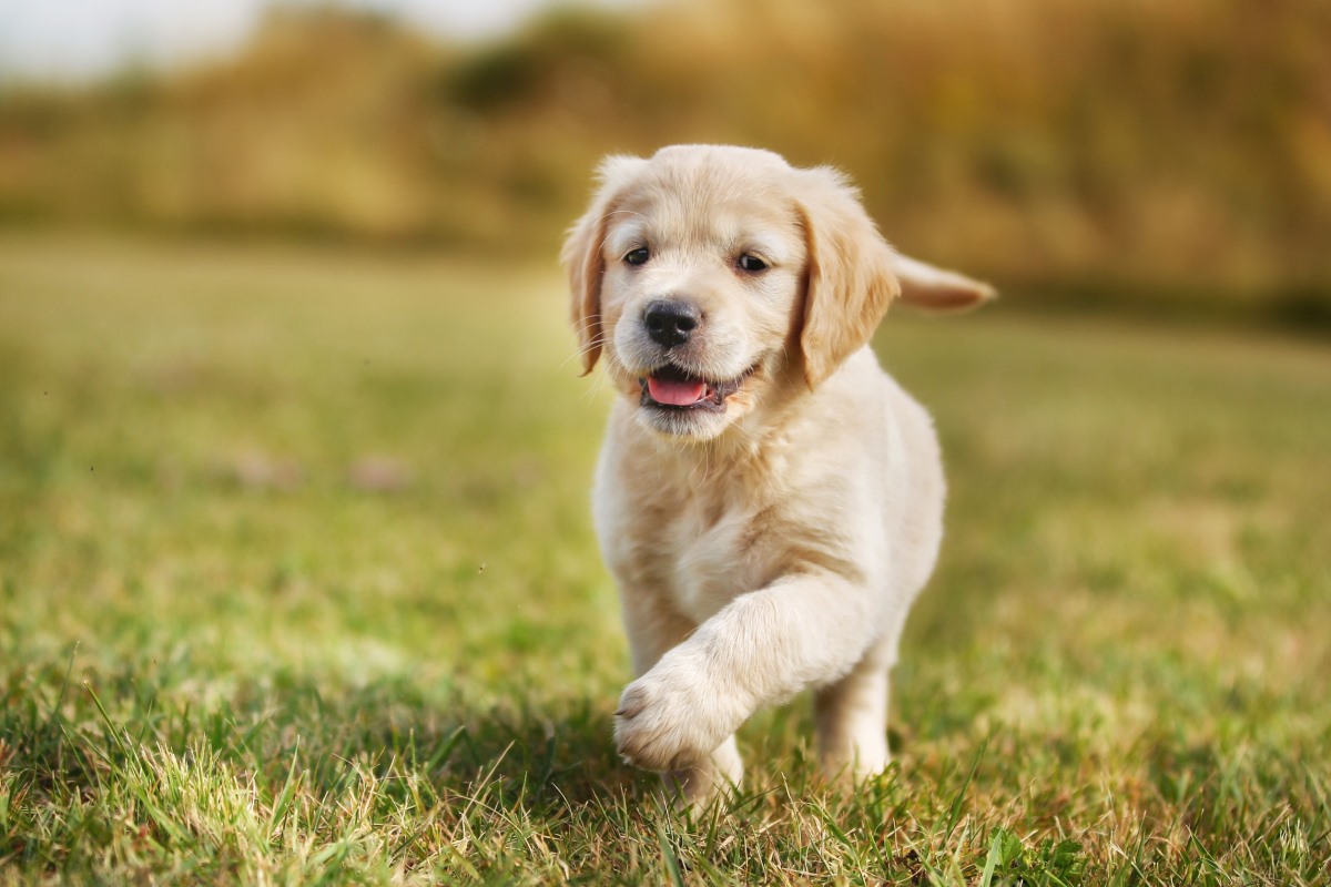Golden Retriever