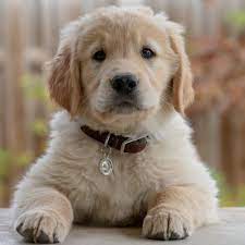 Lara - Golden Retriver
